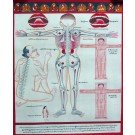 Tibetischer Medizin Yoga Thangka Nr. 4 40cm x 48cm